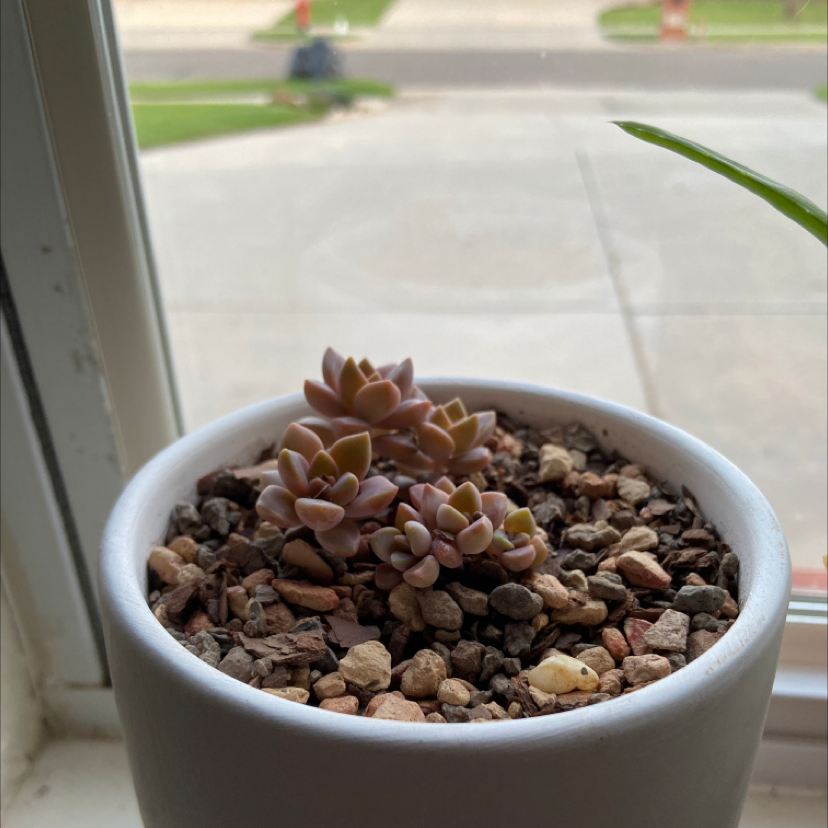 Graptosedum 'Bronze' succulent in a white pot on a windowsill with rocky soil.