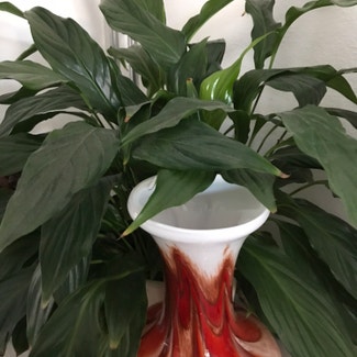 Peace Lily plant in Tilburg, Noord-Brabant