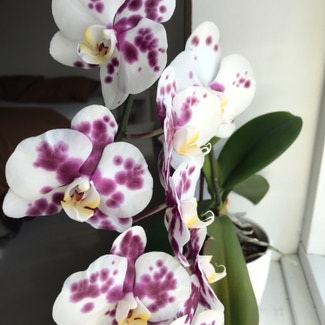 Phalaenopsis Orchid plant in Tilburg, Noord-Brabant