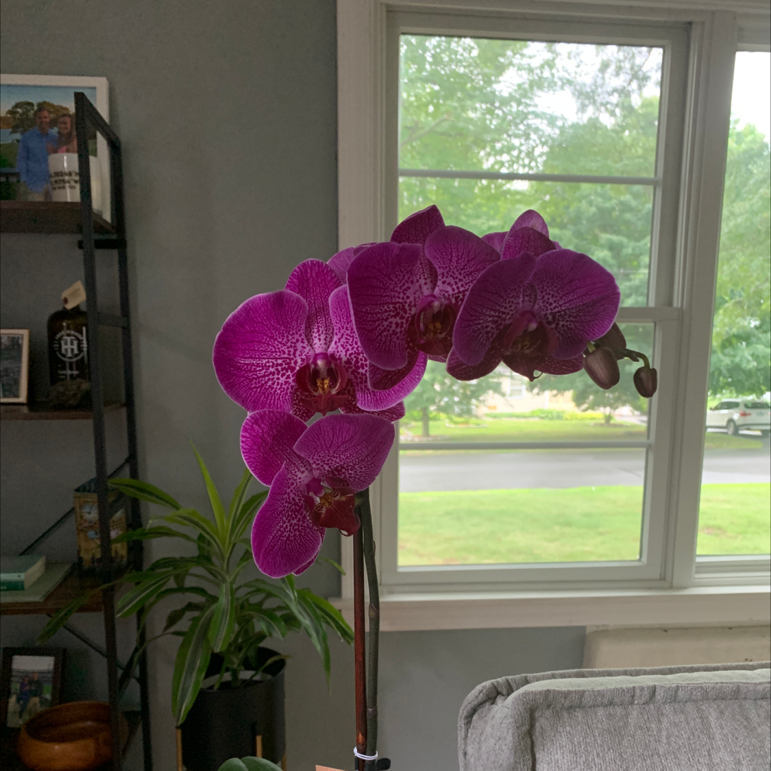 Photo of the plant species Early-Purple Orchid by @samwalter named Scarlett on Greg, the plant care app