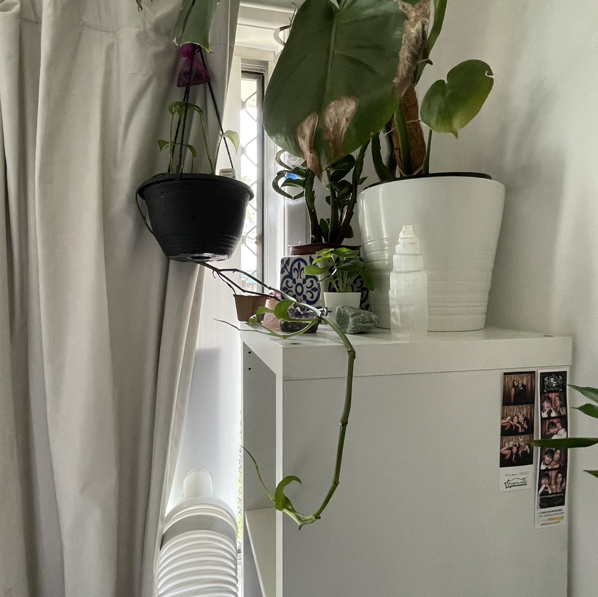Monstera lechleriana plant in a white pot on a cabinet near a window, with some browning leaves.