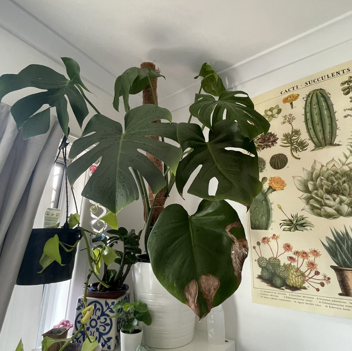 Monstera plant photo by @tomjgore named Medusa on Greg, the plant care app.