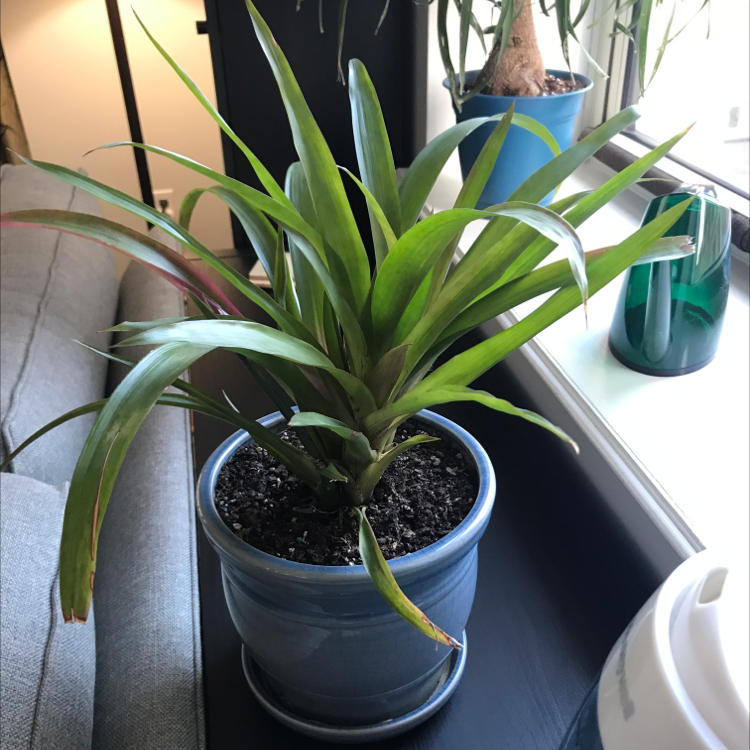 Indoor potted Urn Plant near a window with slight browning on leaf tips.