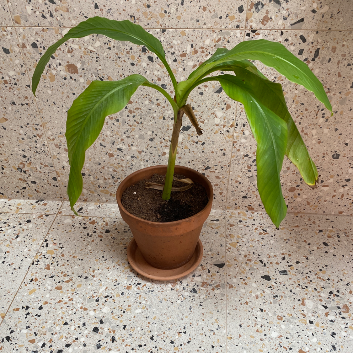 Japanese Banana plant photo by @Eskimodo named Marley on Greg, the plant care app.