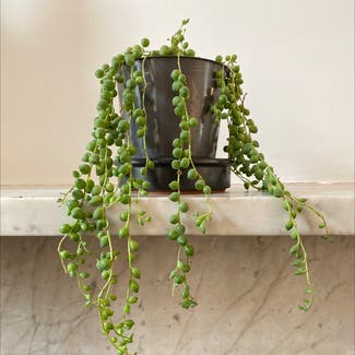 String of Pearls plant in Edgware, England