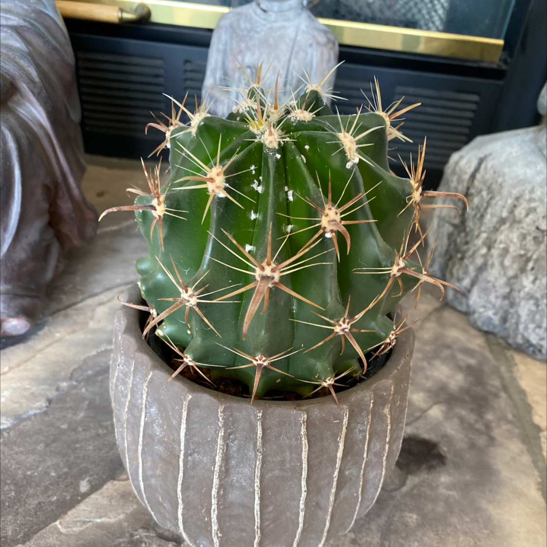 Healthy Devil's Pincushion cactus in a pot, well-maintained with no visible signs of disease.