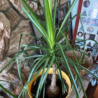 Ponytail Palm plant in Preston-Potter Hollow, New York