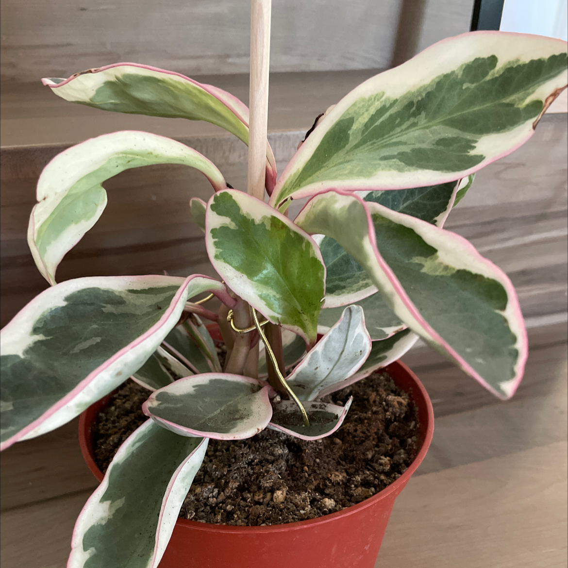 Jelly Plant in a red pot with variegated leaves, green centers, and white edges.