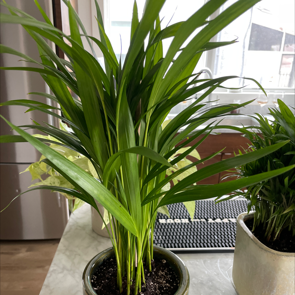 Healthy Kentia Palm in a pot near a window, with vibrant green fronds and no signs of disease or damage.