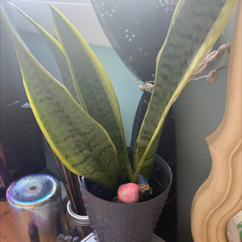 Snake Plant plant photo by Gi named Snake :) on Greg, the plant care app.