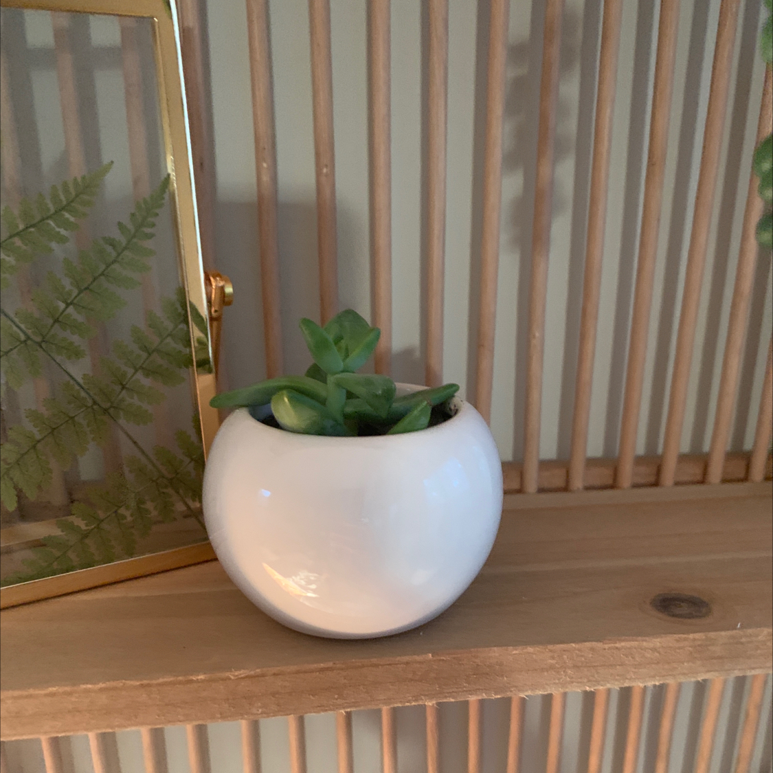 Pachyveria Little Jewel succulent in a white pot on a wooden shelf.