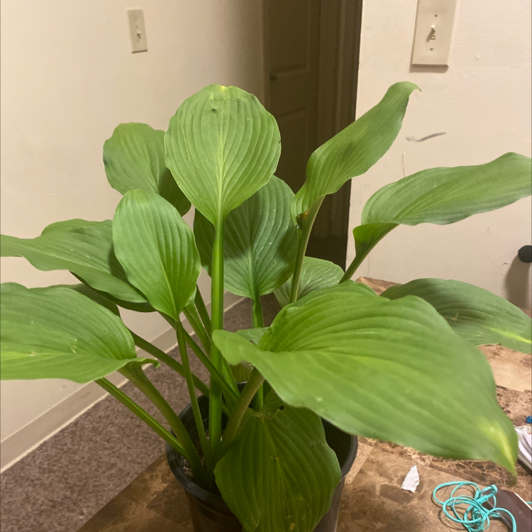 Photo of the plant species Siebold's Plantain Lily by Skyblue named Your plant on Greg, the plant care app