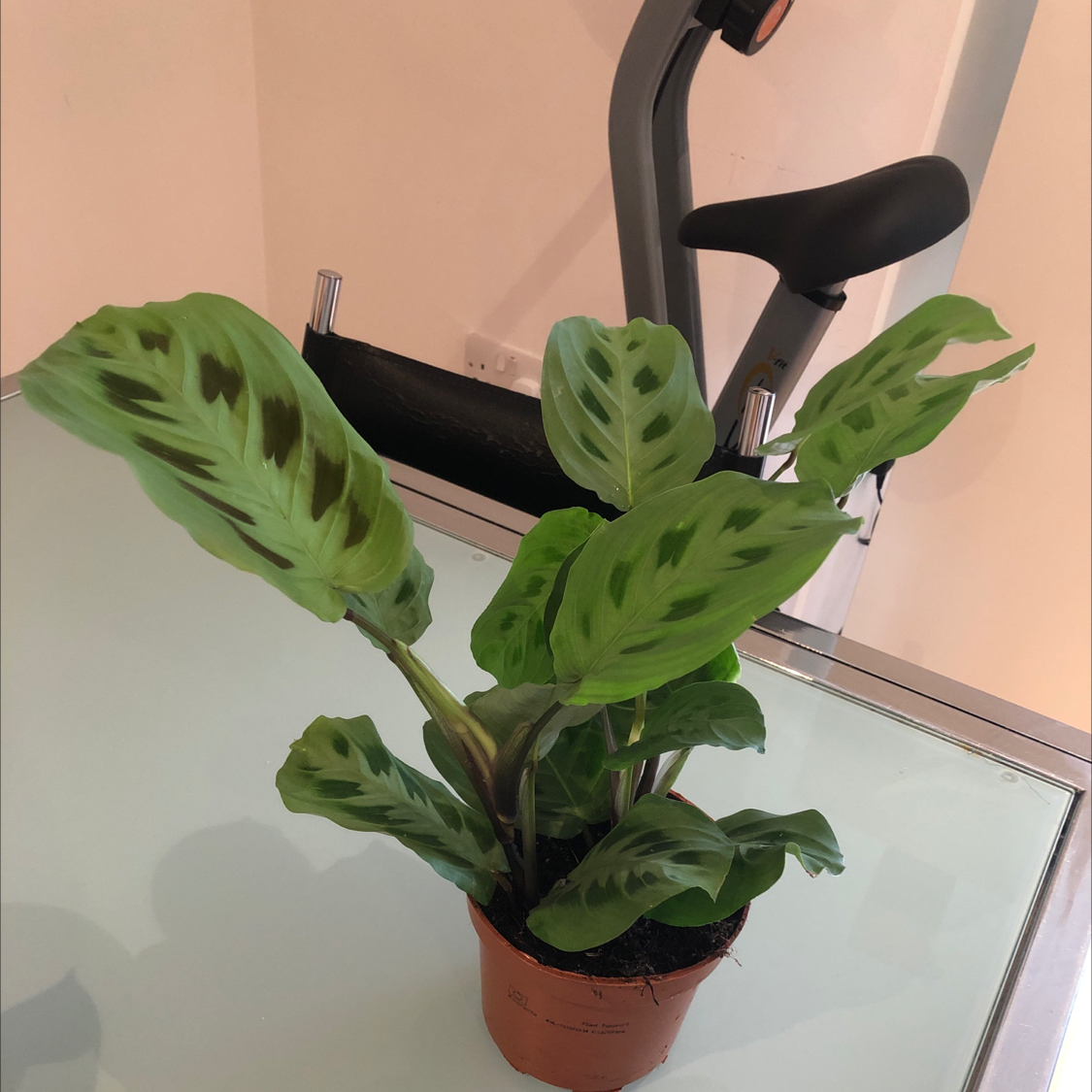 Photo of the plant species Variegated Prayer Plant by Beth named Osmo on Greg, the plant care app