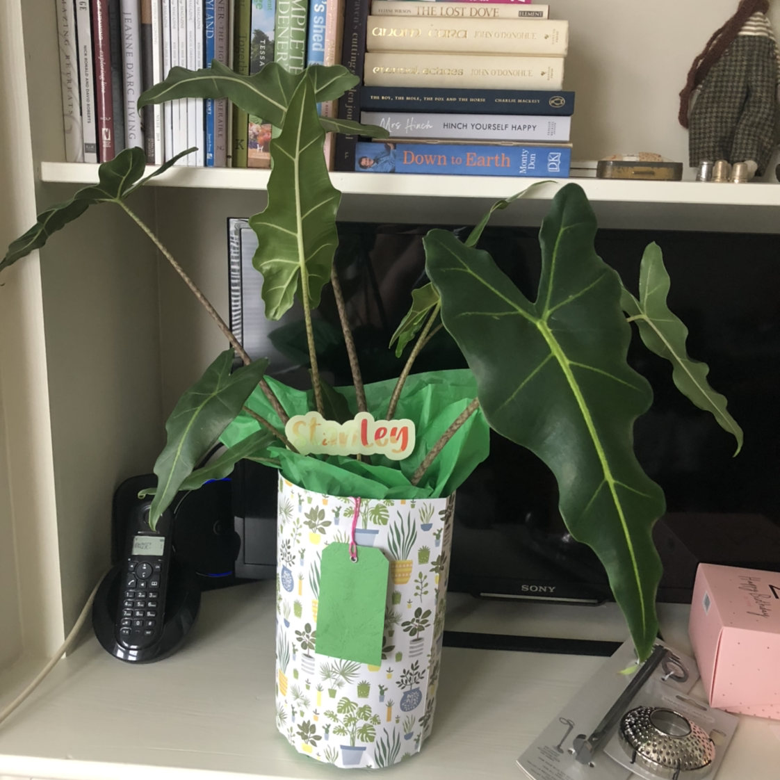 Photo of the plant species Alocasia 'Sarian' by Beth named Stanley on Greg, the plant care app