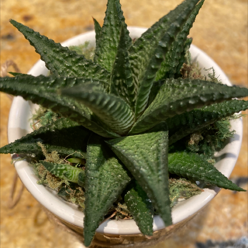Close-up of a healthy Aloe humilis 'Fairy Washboard' succulent plant with triangular serrated green and white leaves in a white pot.