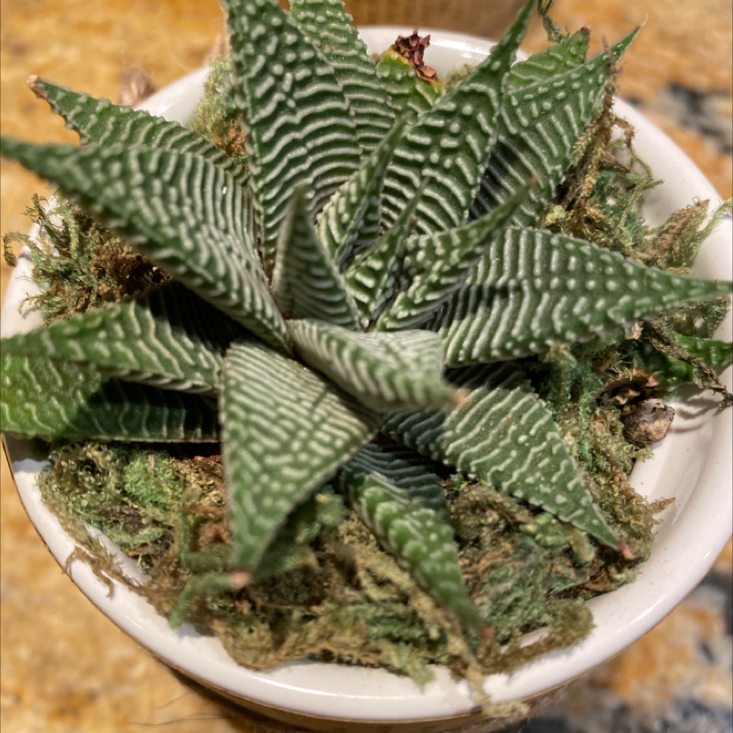 Healthy Haworthia truncata succulent with thick striped leaves in a spiral rosette, planted in white ceramic pot with visible soil.