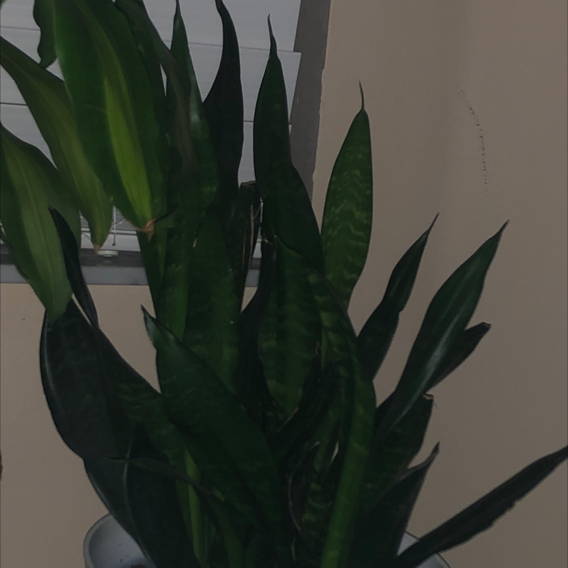 Snake Plant plant photo by @iamlindsey named Snake 1 on Greg, the plant care app.