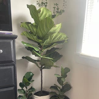 Fiddle Leaf Fig plant in Rockland, Maine