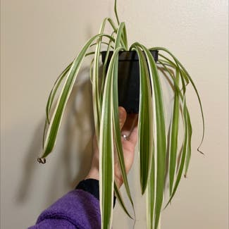 Spider Plant plant in Rockland, Maine