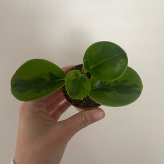 Baby Rubber Plant plant in Rockland, Maine