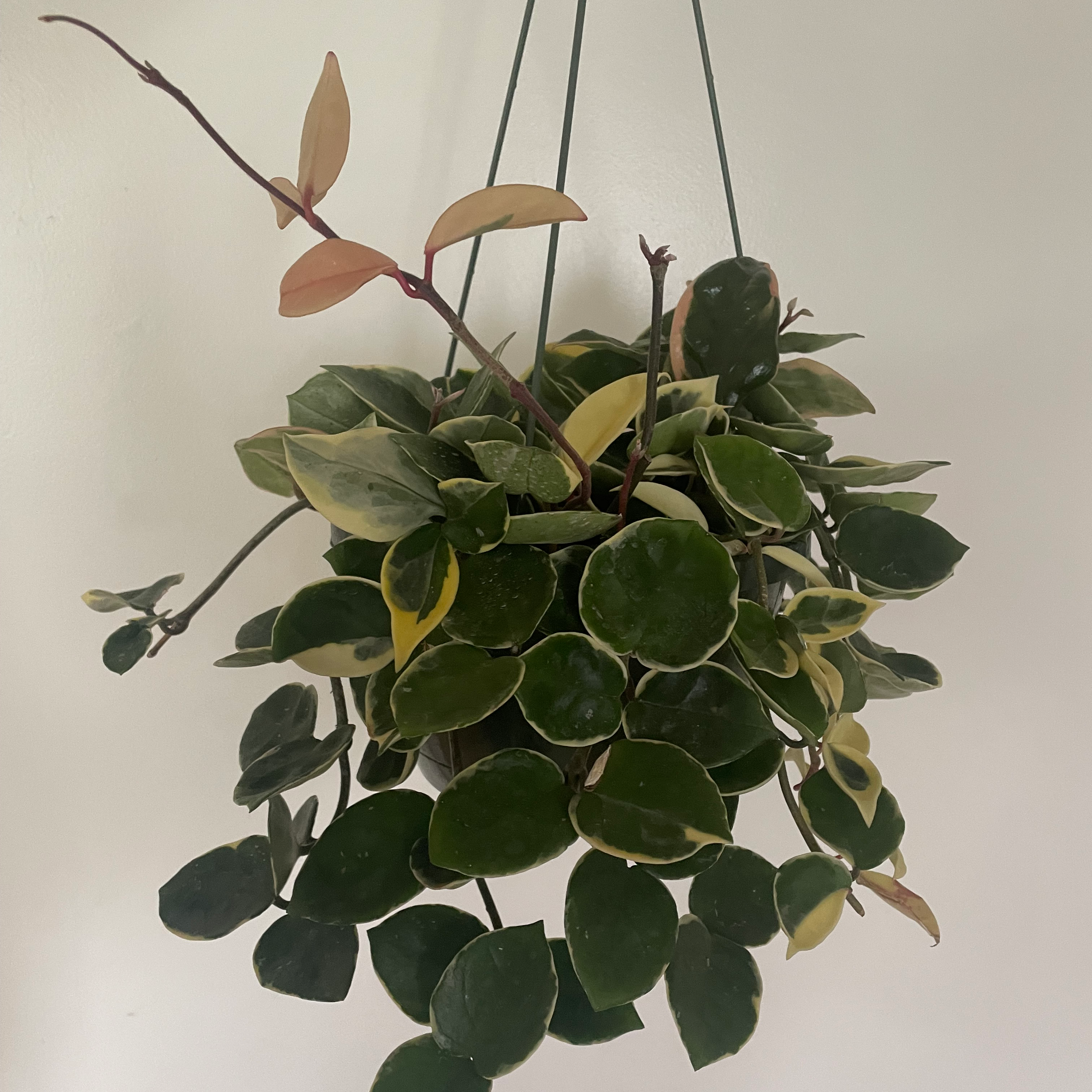 Hoya Krimson Queen plant in a hanging pot with variegated leaves, some yellowing and browning.