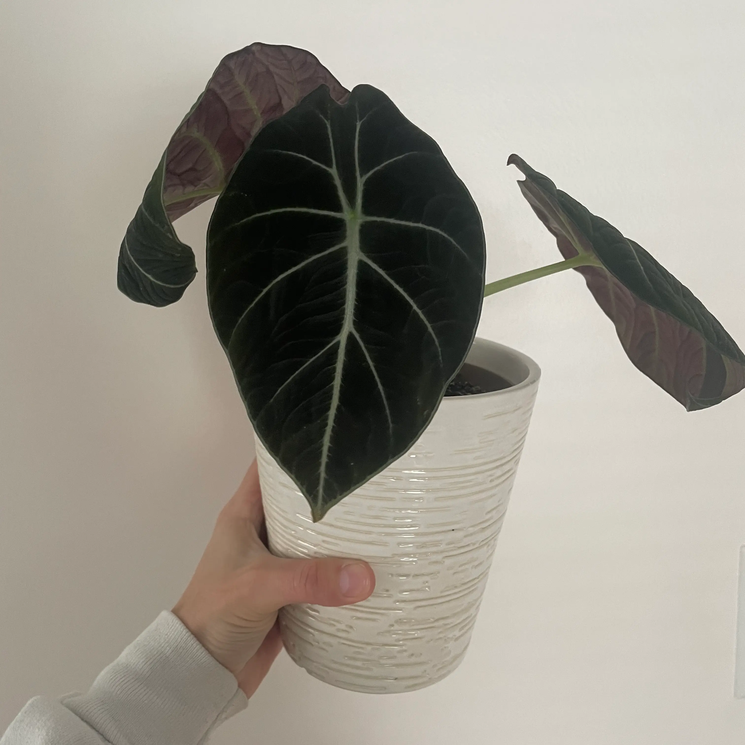 Black Velvet Alocasia plant in a white pot held by a hand, with dark green leaves and white veins.
