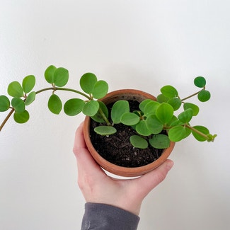 Peperomia 'Hope' plant in Rockland, Maine