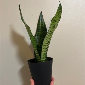 Snake Plant plant in Rockland, Maine