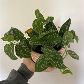 Satin Pothos plant in Rockland, Maine