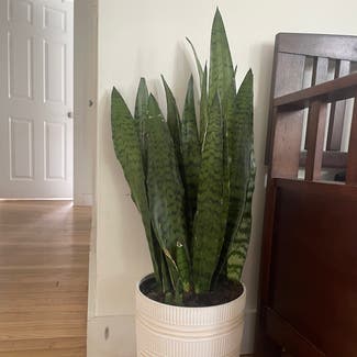 Snake Plant plant in Rockland, Maine