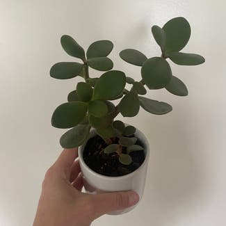 Jade plant in Rockland, Maine