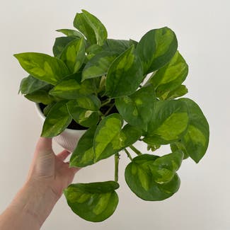 Global Green Pothos plant in Rockland, Maine