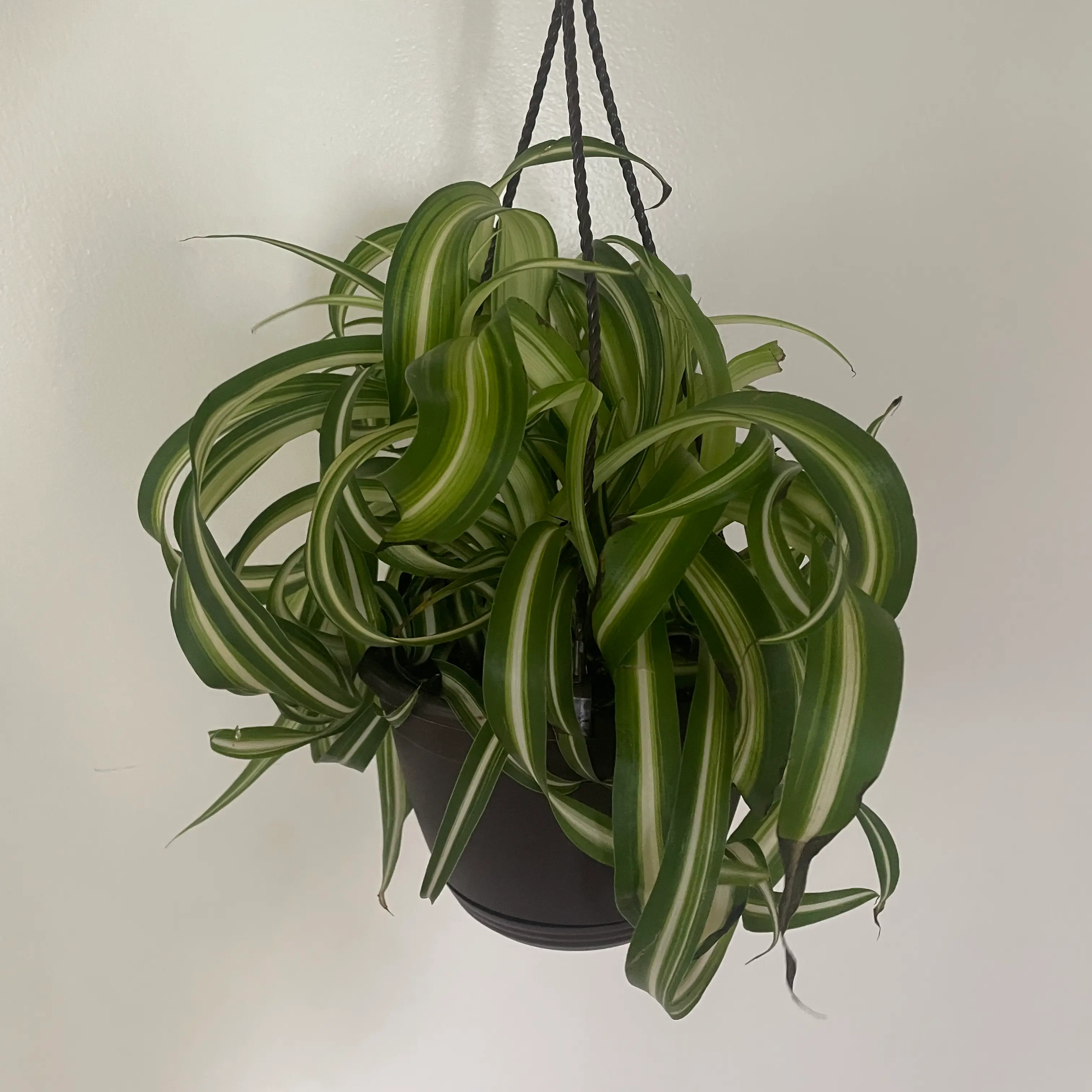 Healthy Curly Spider Plant in a hanging pot with vibrant green and white striped leaves.
