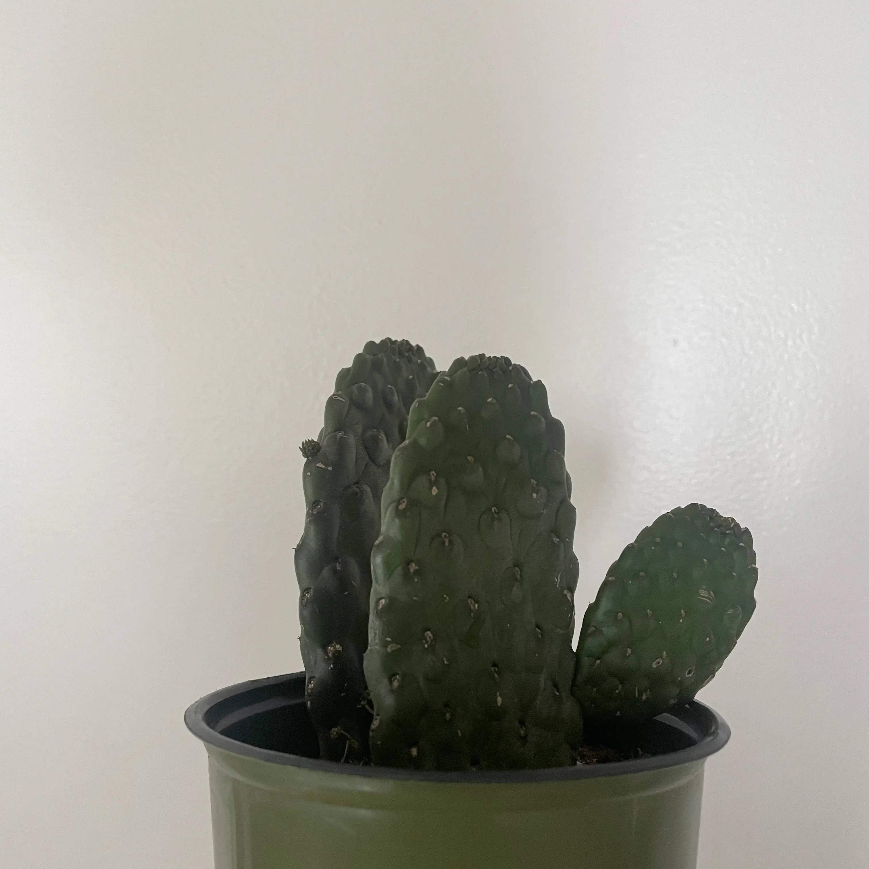 Smooth Prickly Pear cactus in a pot against a plain background.