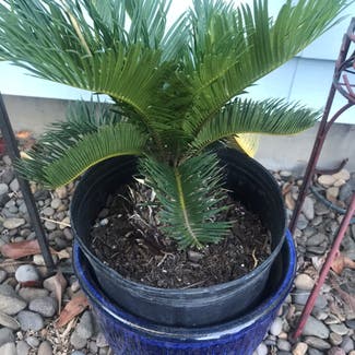 Sago Palm plant in Somewhere on Earth