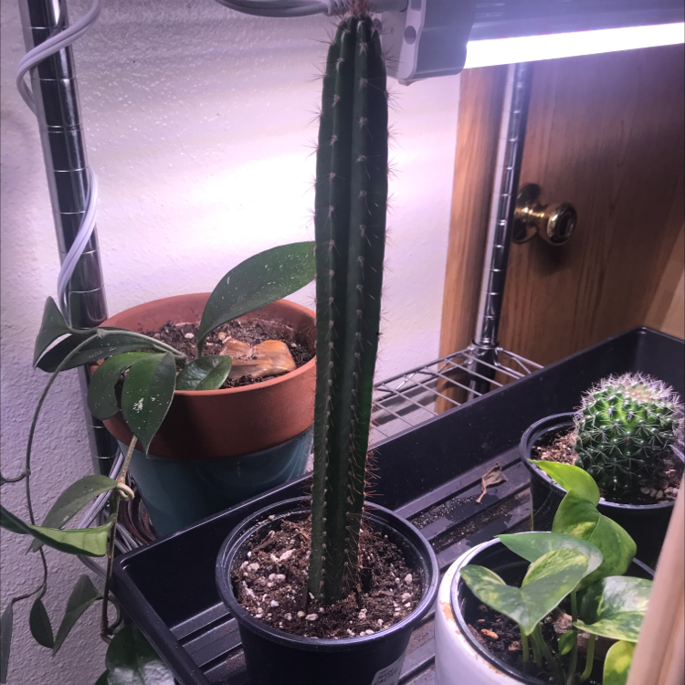 Night-Blooming Cereus cactus under grow light with other plants in the background.