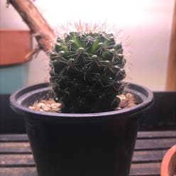 Rose Pincushion Cactus plant
