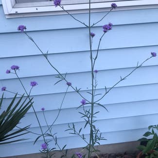 Tall Verbena plant in Somewhere on Earth