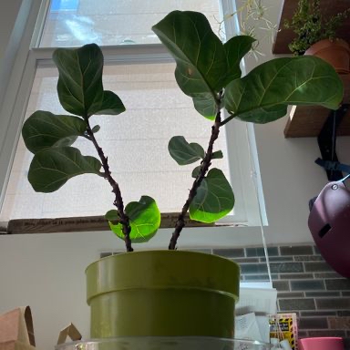 Fiddle Leaf Fig plant photo by @nithin named Fiddly on Greg, the plant care app.