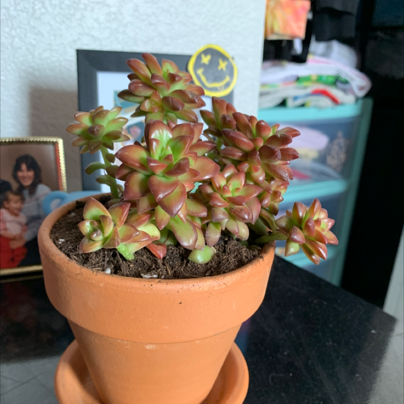 Sedum adolphi 'Golden Glow' plant photo by Emma named Benjamin￼ on Greg, the plant care app.