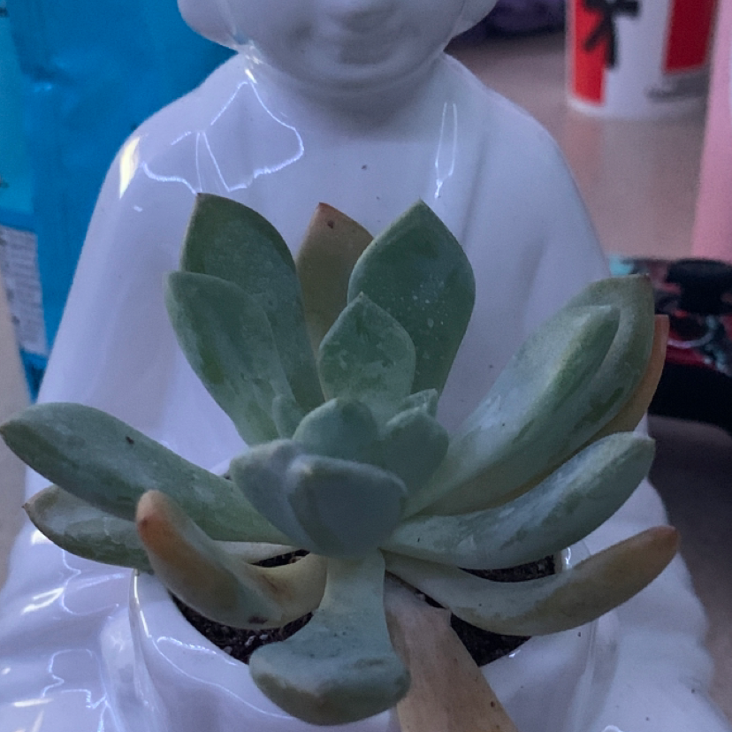 Echeveria tolimanensis plant photo by Emma named gregory on Greg, the plant care app.