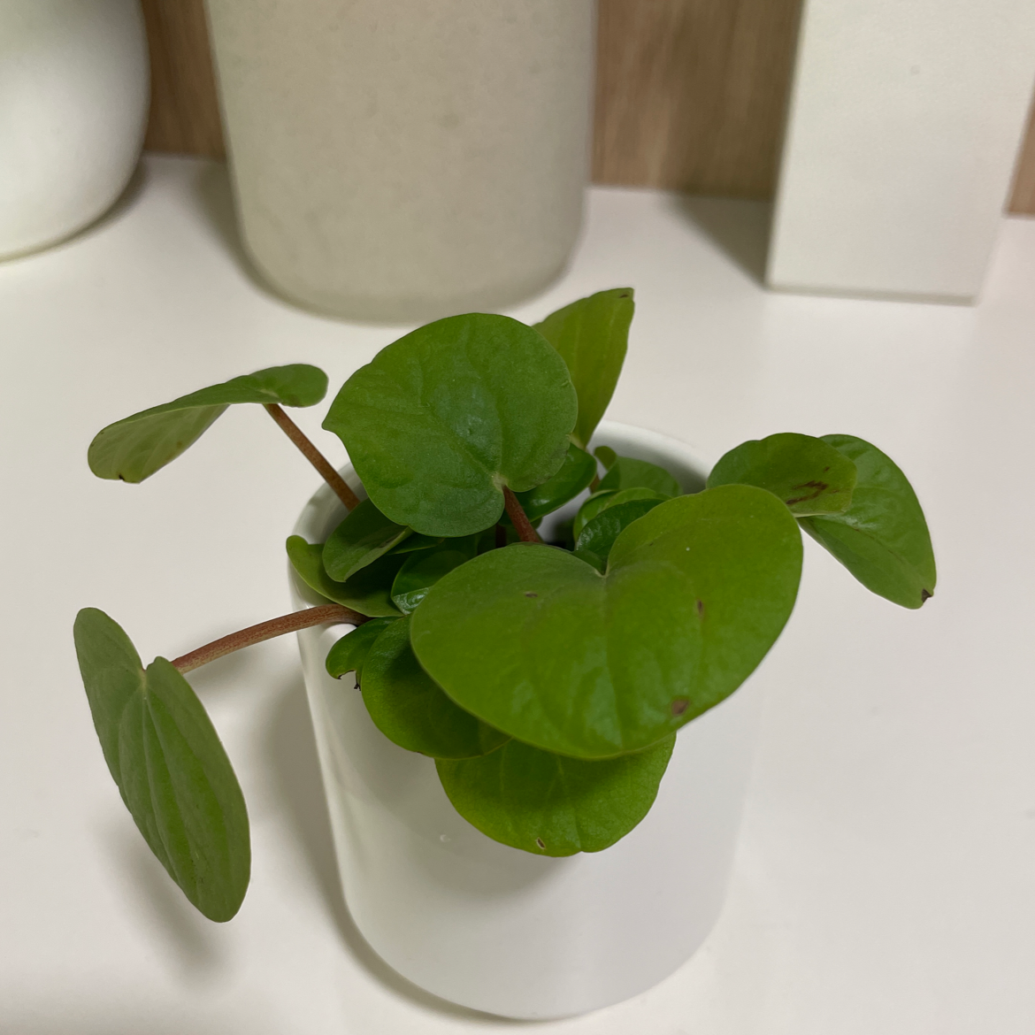 Rana Verde Peperomia plant with round green leaves in a white pot.