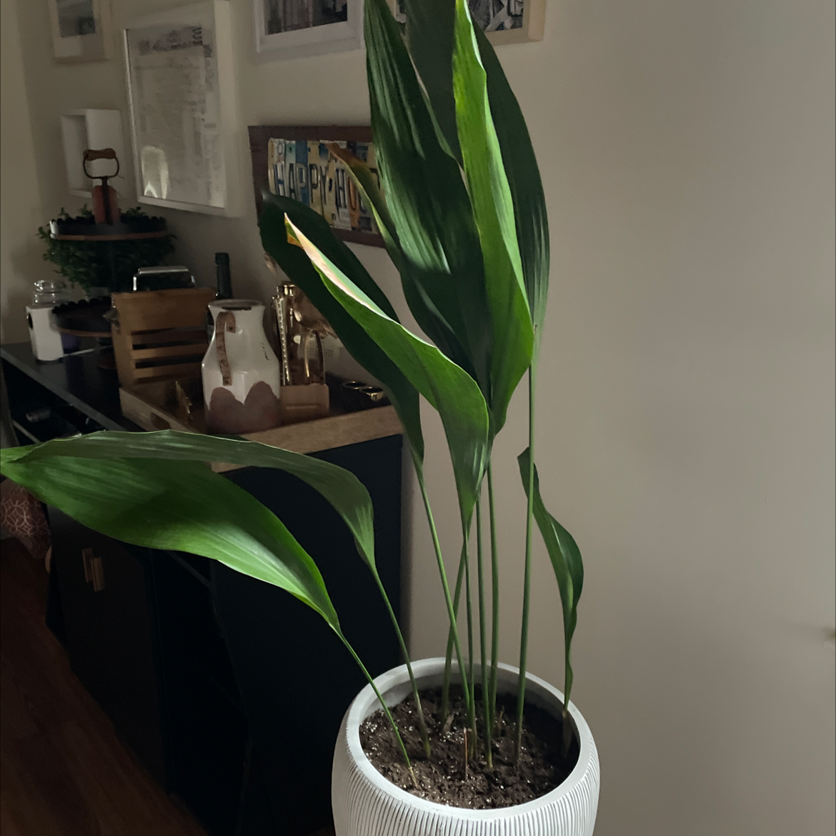 Cast Iron Plant in a white pot with green leaves, household items in the background.