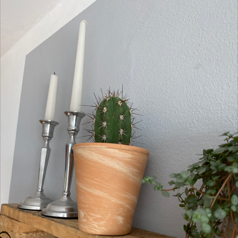 Photo of the plant species Pleated Cereus by @silvxrstar named sirius on Greg, the plant care app