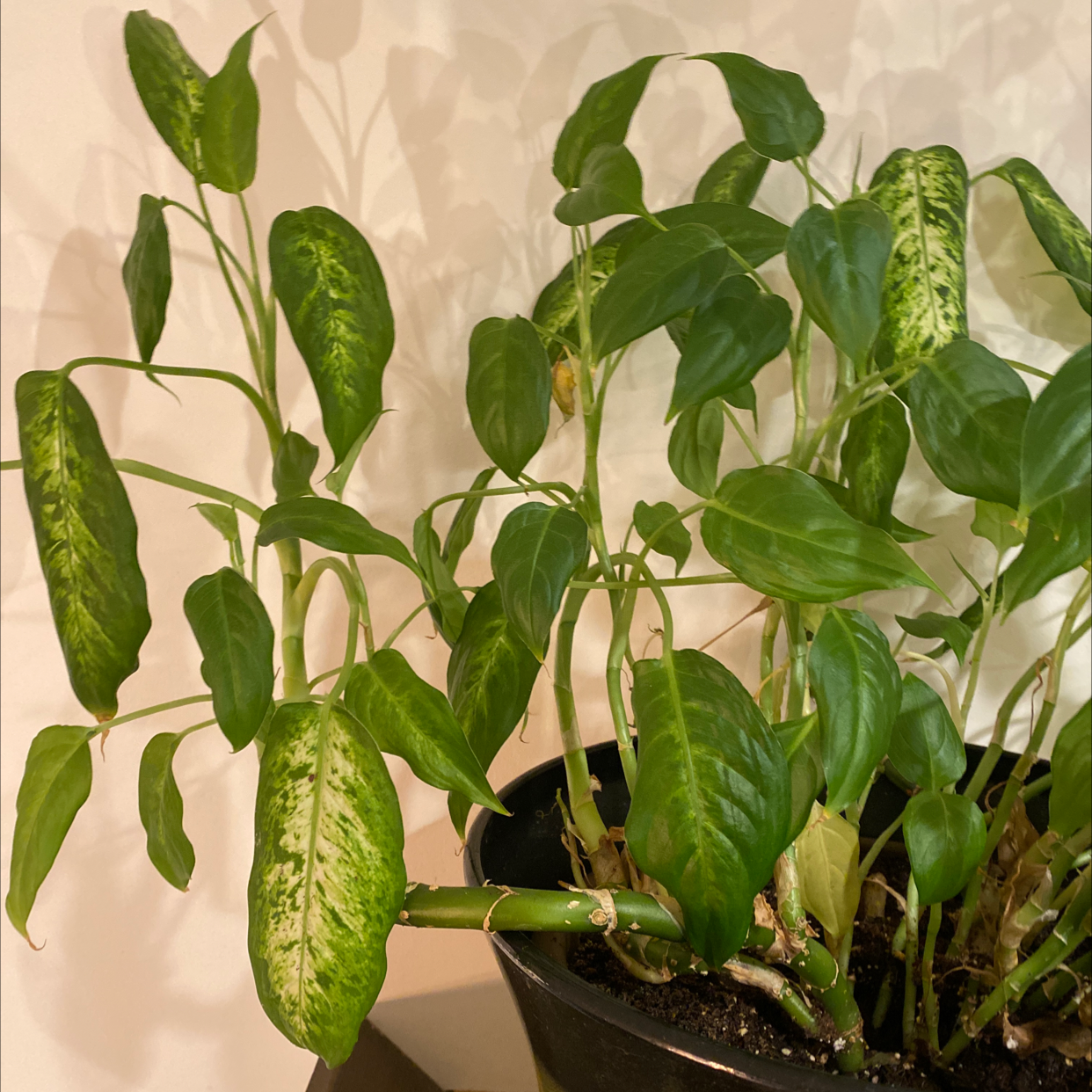 Potted Aluminum Plant with green leaves featuring silver markings. Some leaves show slight yellowing and browning.
