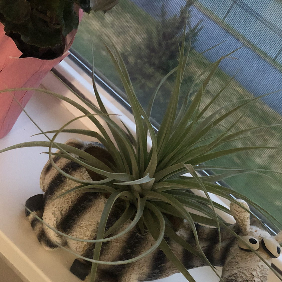 Tillandsia velutina plant on a decorative object near a window, appears healthy.
