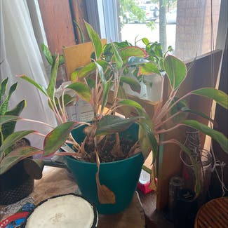 Chinese Evergreen plant in Chicago, Illinois