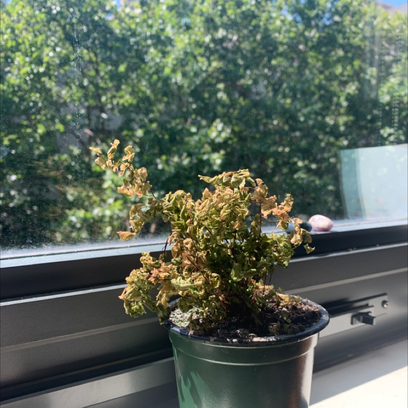 Pacific Maidenhair Fern in a pot on a windowsill, showing significant browning.