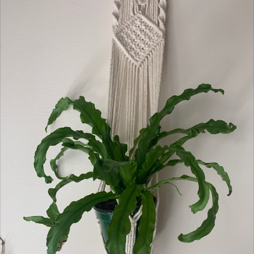Photo of the plant species Bird's Nest Fern by @abagailmae named Doja on Greg, the plant care app
