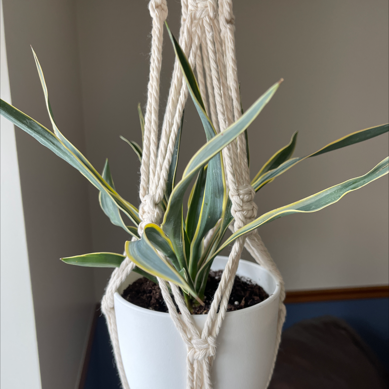 Healthy variegated century plant with long spiky leaves in a white ceramic pot, well-framed and in focus.